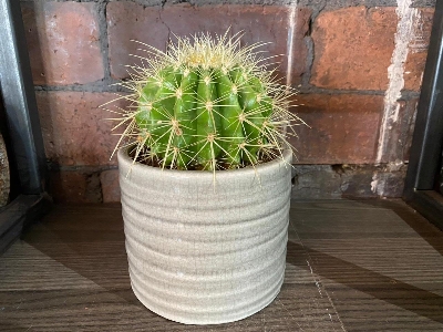 Echino Barrel Cactus