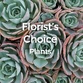 Florist Choice Plants