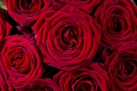 12 Red Roses Gift Wrap