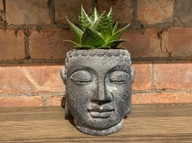 Buddha Head (Aloe Cosmo)
